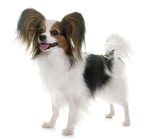 Papillon behavior clearance